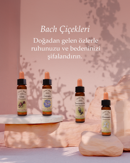 2026 Güncel Rehber: Bach Çiçeği Terapisi, Etkileri ve Tedavi Yöntemleri