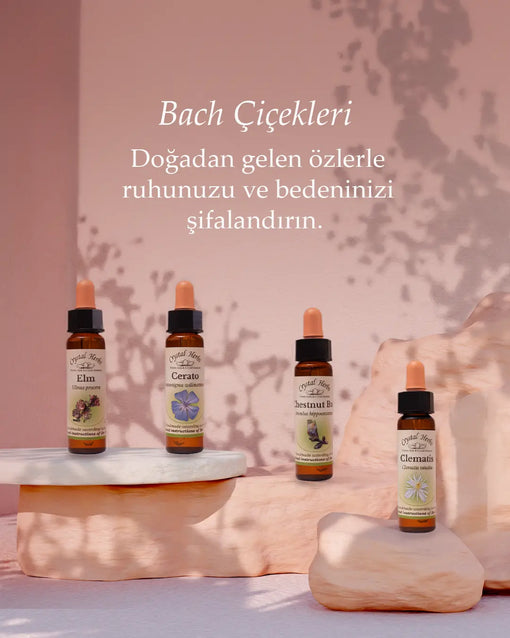 2026 Güncel Rehber: Bach Çiçeği Terapisi, Etkileri ve Tedavi Yöntemleri