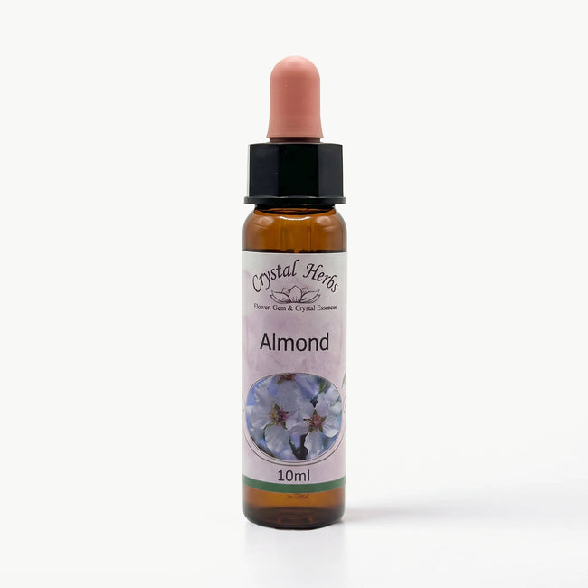 ALMOND ( BADEM) Ay Akademi