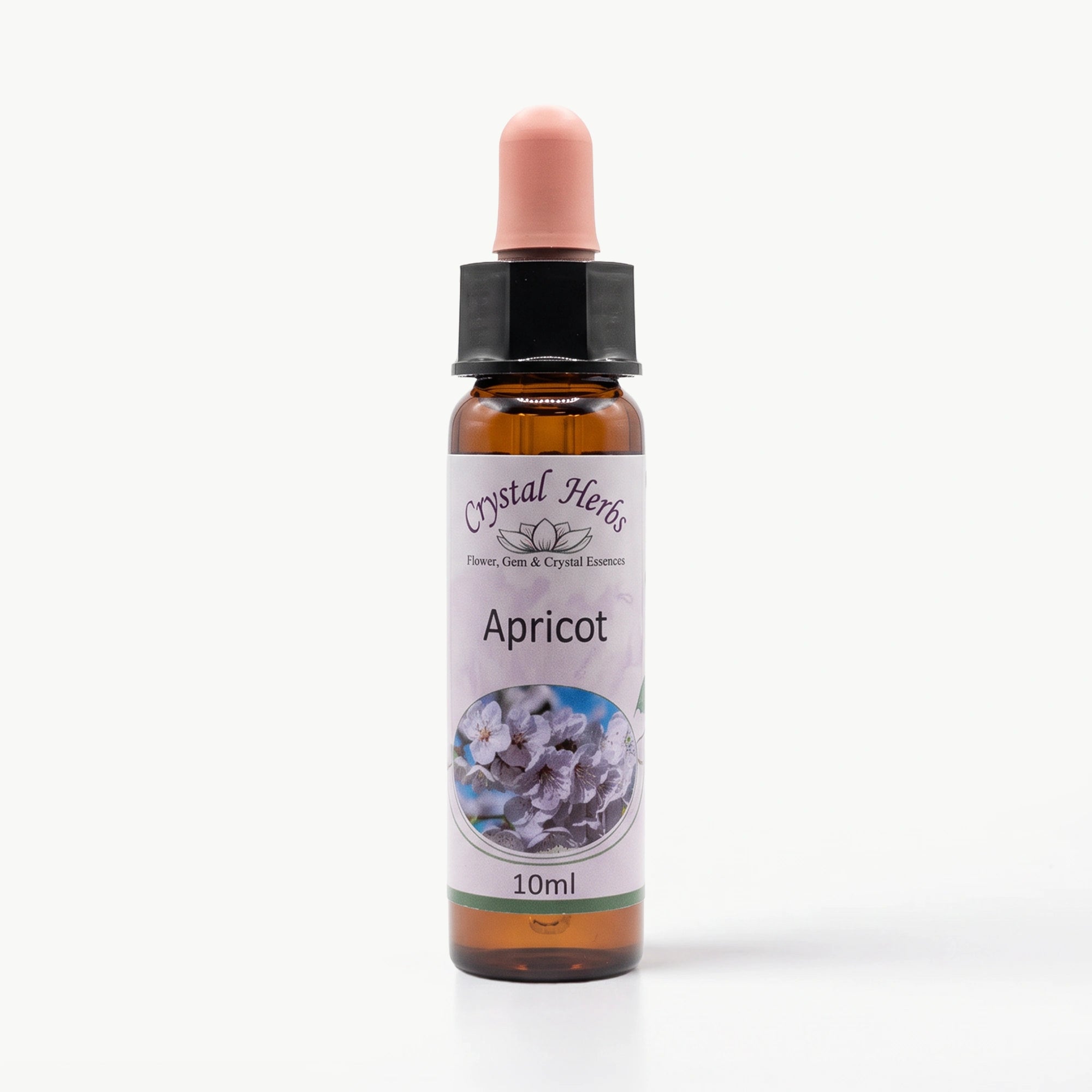 APRICOT ( KAYISI) Ay Akademi