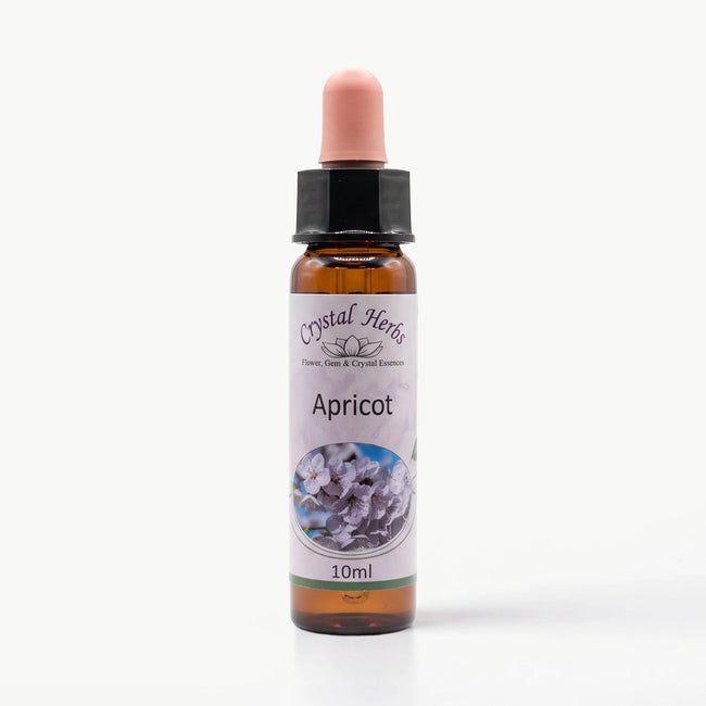 APRICOT ( KAYISI) Ay Akademi
