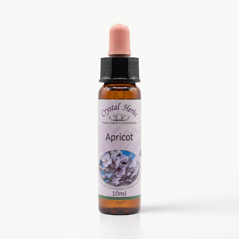 APRICOT ( KAYISI) Ay Akademi