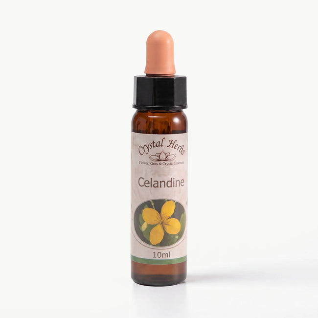 CELANDINE ( KIRLANGIÇ OTU )       10 ML. Ay Akademi