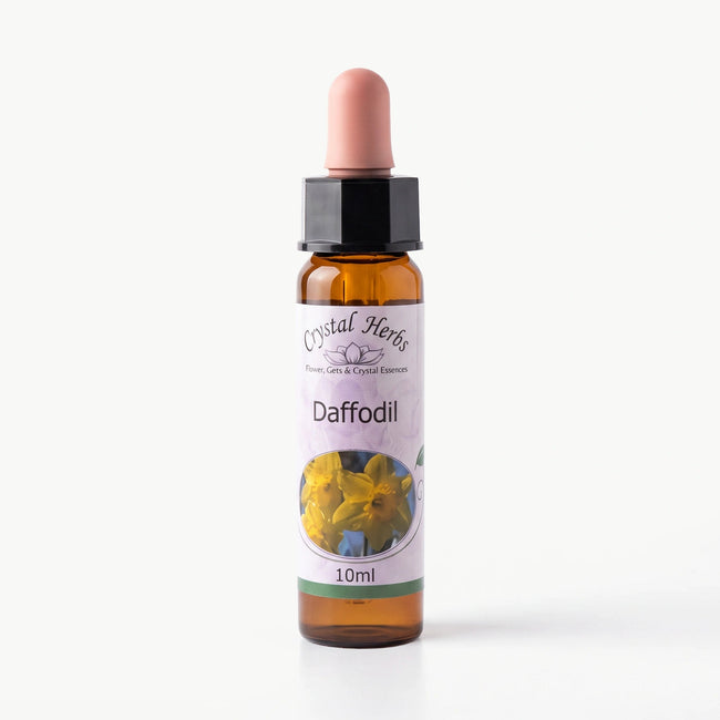 DAFFODIL ( NERGİS )    10 ML. Ay Akademi