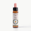 DAISY ( PAPATYA )    10 ML. Ay Akademi