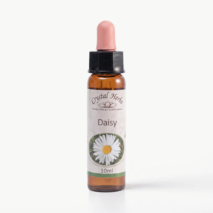 DAISY ( PAPATYA )    10 ML. Ay Akademi