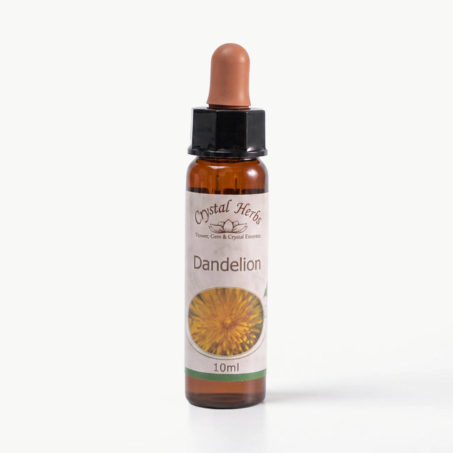 DANDELION ( KARAHİNDİBA )   10 ML. Ay Akademi