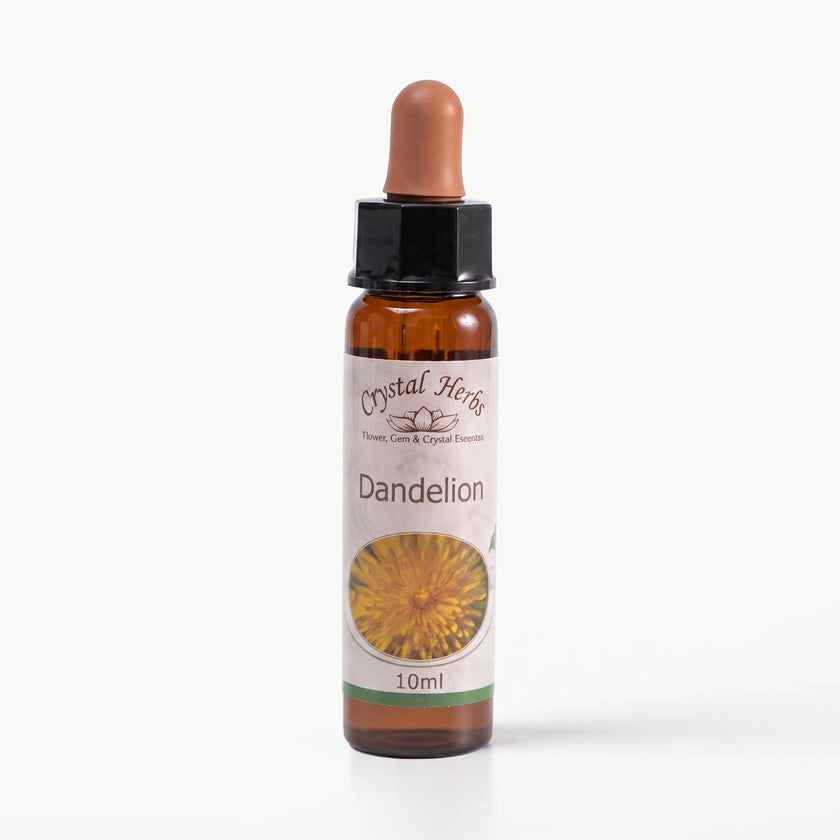 DANDELION ( KARAHİNDİBA )   10 ML. Ay Akademi