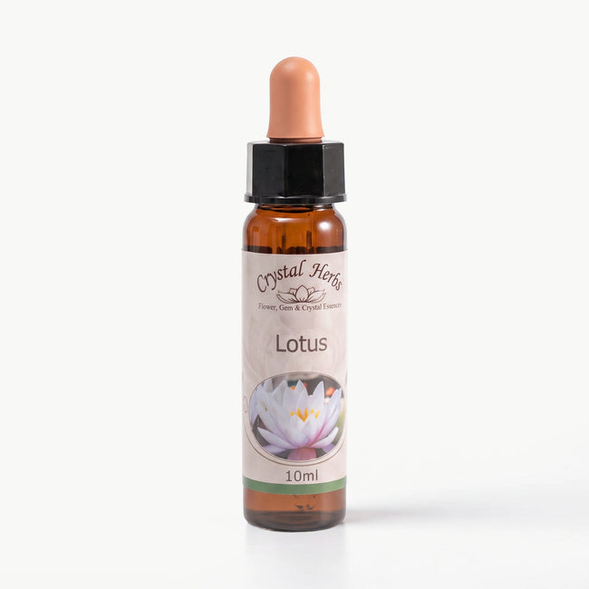 LOTUS    10 ML. Ay Akademi