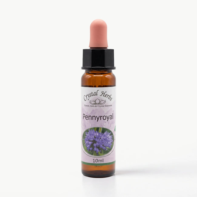 PENNYROYAL ( AMERİKA DA YETİŞEN TIBBİ ÖZELLİKTE BİR BİTKİ) Ay Akademi