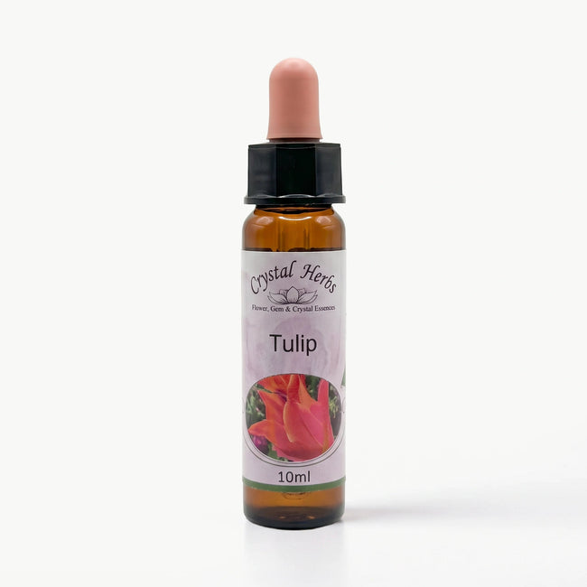 TULIP ( LALE ) Ay Akademi