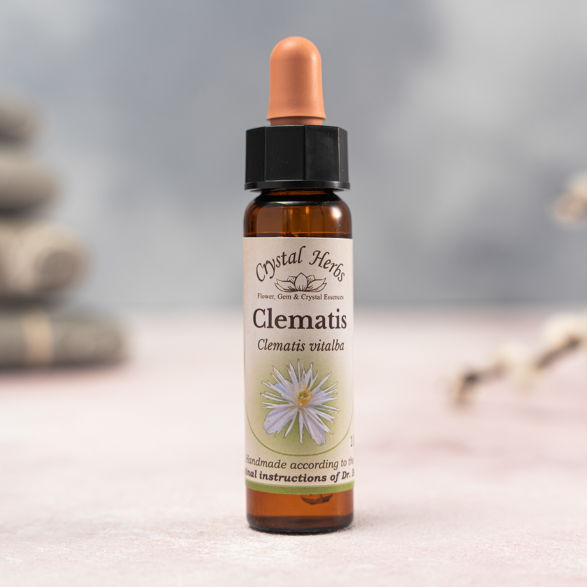 BACH ÇİÇEKLERİ CLEMATIS (YABAN ASMASI)